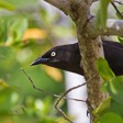 Antigua Birds